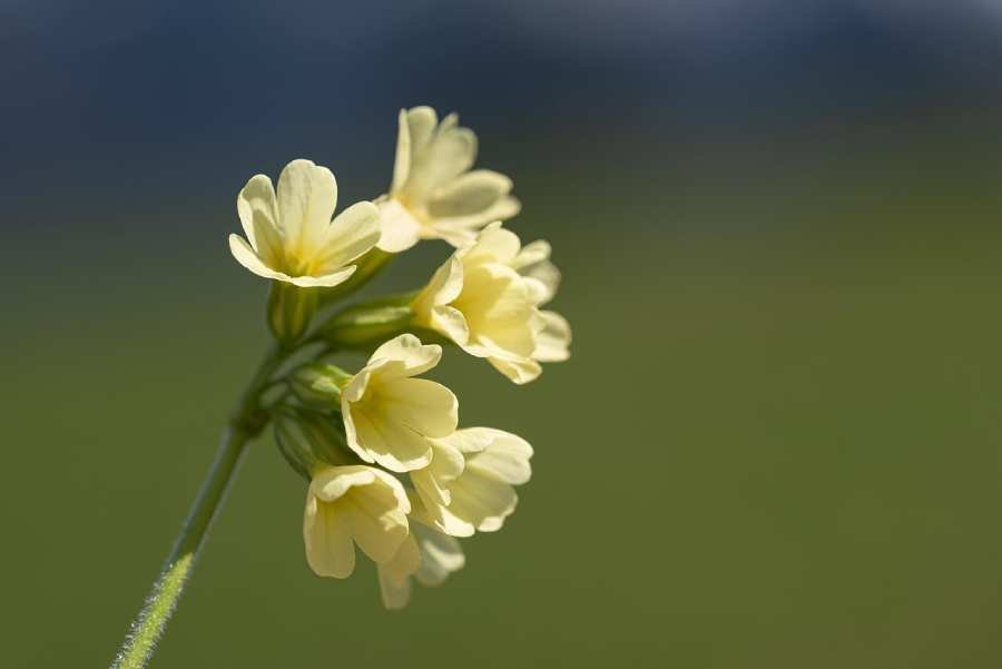 Anniversary’s and Christmas pointed-flower
