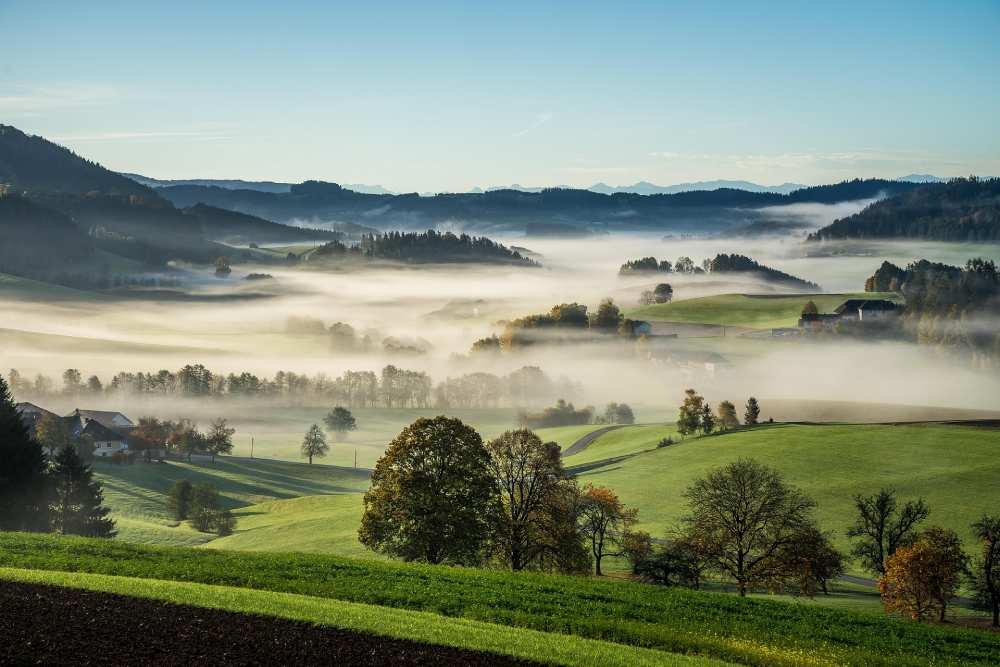 fog-over-trees